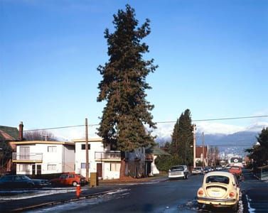 Artwork Title: The Pine On The Corner