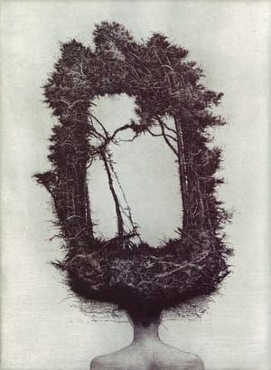 Artwork Title: Forrest Head