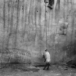 Artwork Title: Hanging Pig