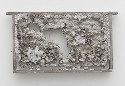 Artwork Title: Honeycomb Husk