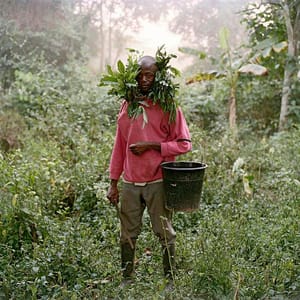 Artwork Title: Paul Ankomah, Wild Honey Collector