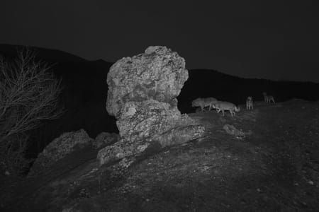 Artwork Title: Wolf