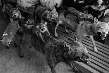 Artwork Title: Wolf