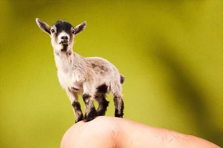Artwork Title: Pygmy Goat (Calla Green)