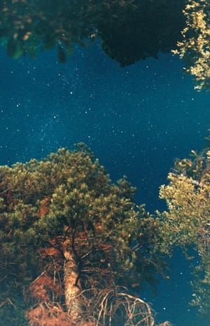 Artwork Title: Night Sky (Pine)