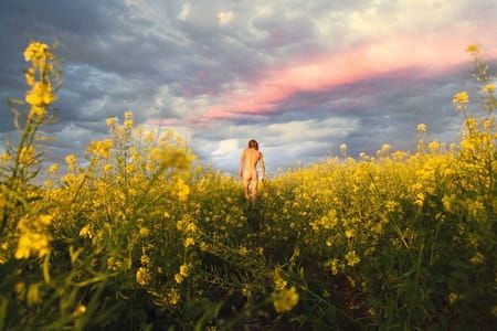 Artwork Title: Mustard Meadow