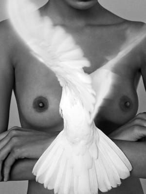 Artwork Title: Dove