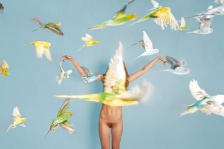 Artwork Title: Parakeets