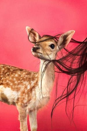 Artwork Title: Fawn (Fuschia)