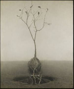 Artwork Title: Harvesting Godot