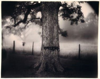Artwork Title: Scarred Tree