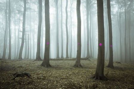 Artwork Title: 100m3 Wood Glade