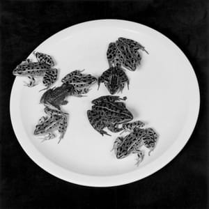 Artwork Title: Frogs