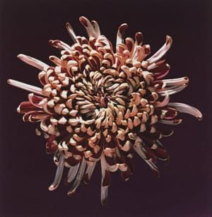 Artwork Title: Mum