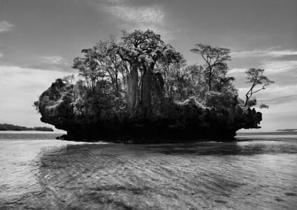 Artwork Title: Baobab trees. Bay of Moramba. Madagascar