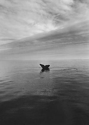 Artwork Title: Whale Tail