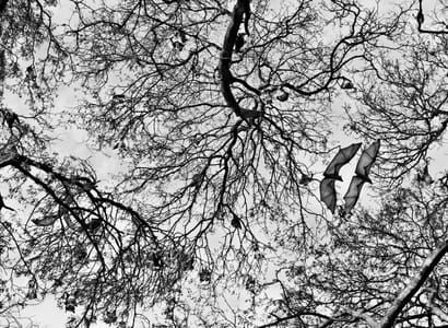 Artwork Title: Untitled