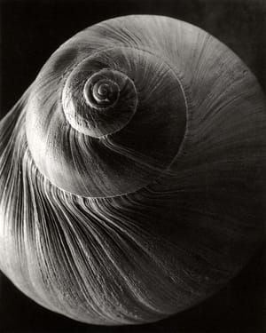 Artwork Title: Spiral Shell