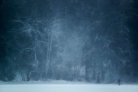 Artwork Title: Winter