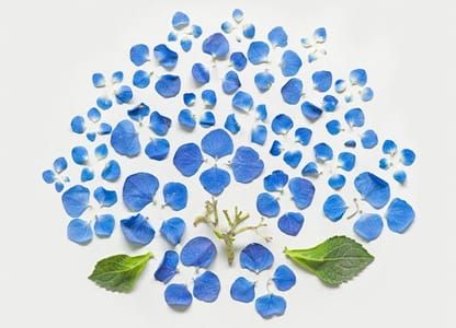 Artwork Title: Exploded Flowers
