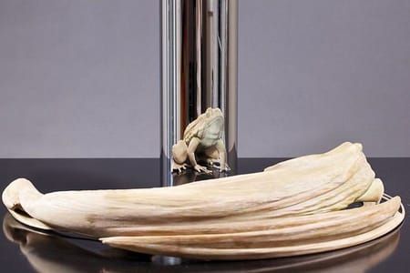 Artwork Title: Kiss Of Chytrid