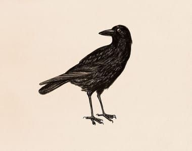 Artwork Title: Birds#48