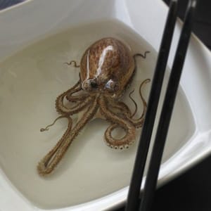 Artwork Title: Alive Without Breath, Octopus