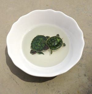 Artwork Title: Turtles