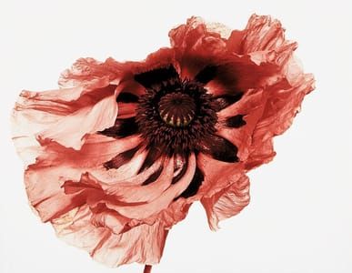 Artwork Title: Poppy: Showgirl, New York