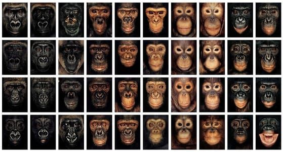 Artwork Title: James and other Apes