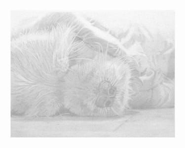 Artwork Title: Even Puppies Die