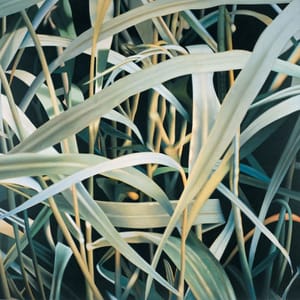 Artwork Title: Graeser Iii