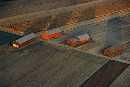Artwork Title: Hadley Tabacco Barns