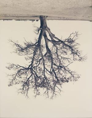 Artwork Title: Oak, Branford