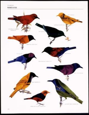 Artwork Title: Passerines White Eyes