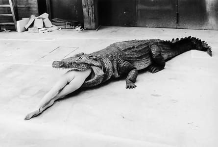 Artwork Title: Crocodile Eating Ballerina