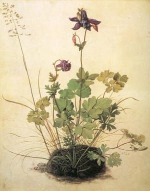 Artwork Title: Aquilegia-vulgaris