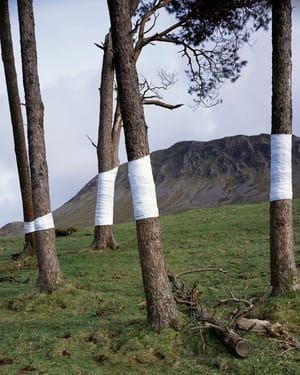 Artwork Title: Untitled (Cader)