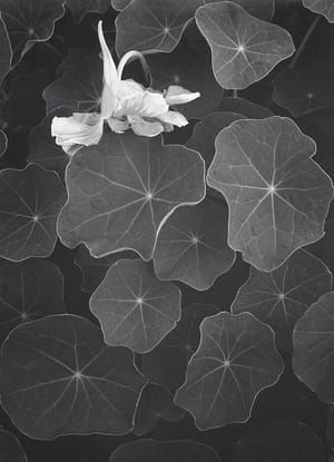 Artwork Title: Nasturtiums