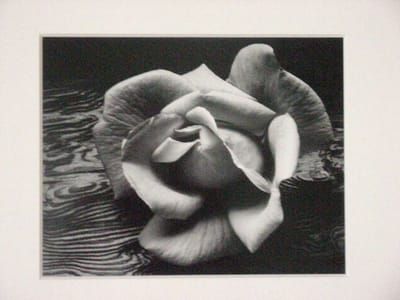 Artwork Title: Rose and Driftwood
