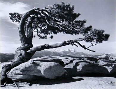 Artwork Title: Jeffrey Pine