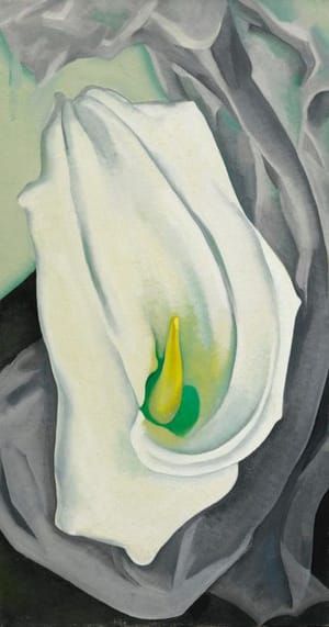 Artwork Title: White Calla Lilly