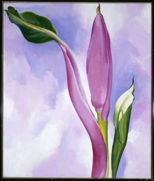 Artwork Title: Pink Ornamental Banana