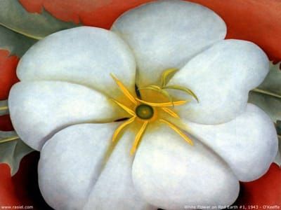 Artwork Title: White Flower On Red Earth