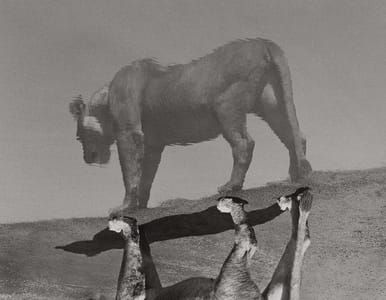Artwork Title: Lioness Reflected – Full View, Africa 1993