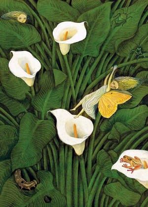 Artwork Title: Fynbos Fairy in the Calla Lillies