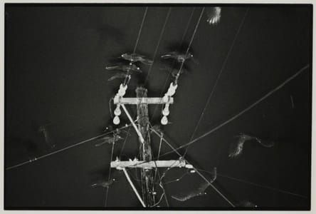 Artwork Title: Nayaro