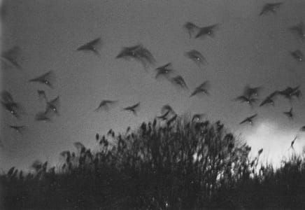Artwork Title: Wakkanai, The Solitude of Ravens