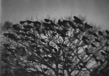 Artwork Title: Kanazawa, from The Solitude of Ravens