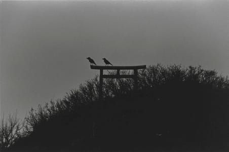 Artwork Title: Untitled, from The Solitude of Ravens